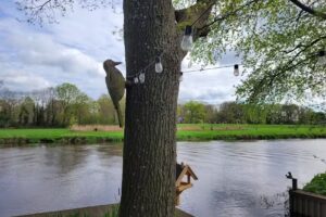 On the river Vecht near Laarman