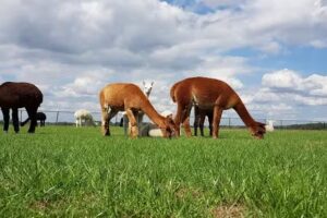 Granja de alpacas Zonneveld Alpacas
