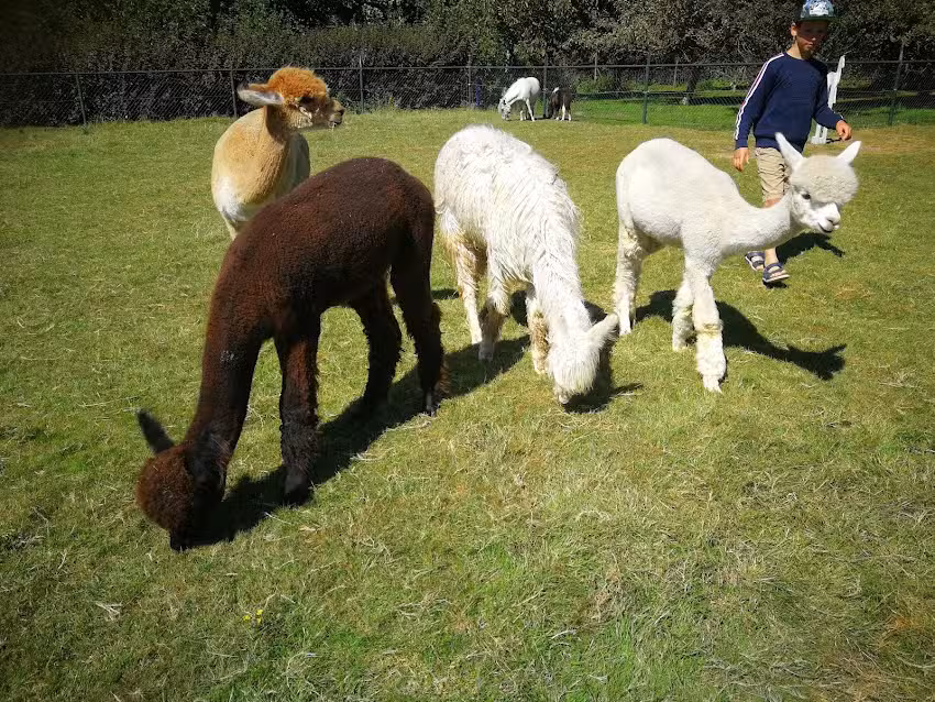 Alpaca & Falabella Ranch Rzadkiewa