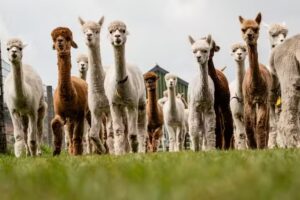Alpaca Farm Vorstenbosch – Alpaca Farm