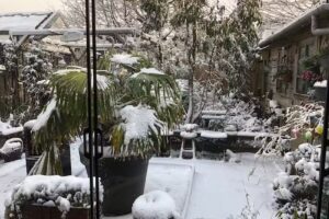 Estudio de playa De Schelp