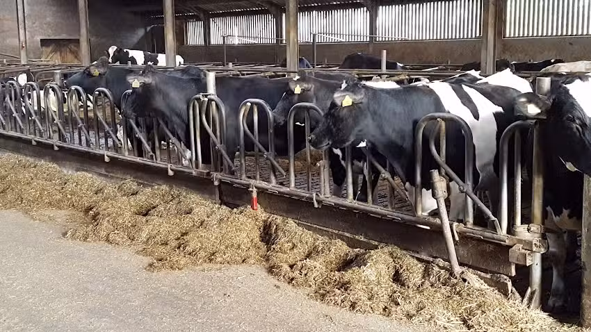 Bed & Breakfast Vogelzang