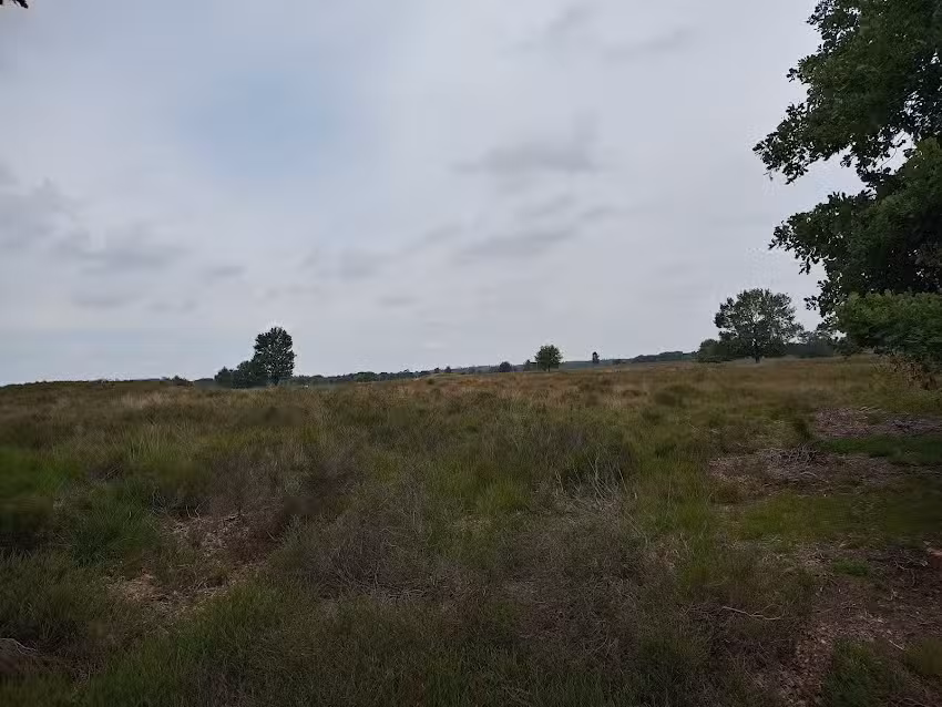 Recovering on the Veluwe