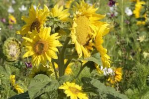 Parc de bungalows-Herkingsezeedijk