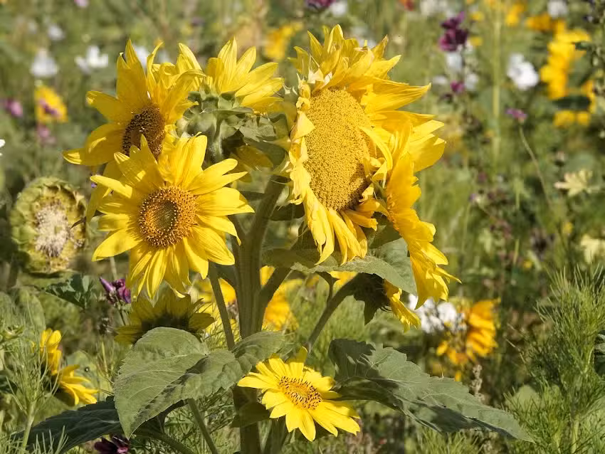 Bungalowpark-Herkingsezeedijk