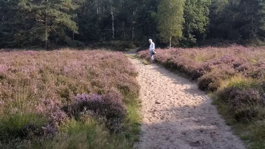 Parque de chalets Boslust