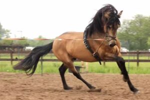 Die Opportunity Care Farm Kremers