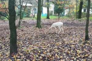 The Meerdal Cottage 945