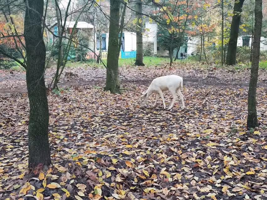 The Meerdal Cottage 945