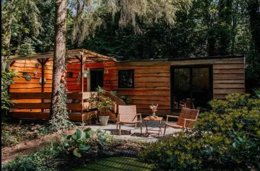 El petirrojo salvaje