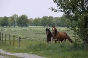 Hoeve Ezelsgoor
