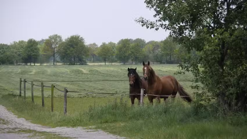 Ferme d&rsquo;Ezelsgoor
