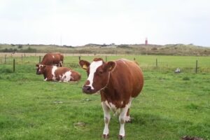 cheese farm, holiday homes and mini-campsite in the dunes of Texel