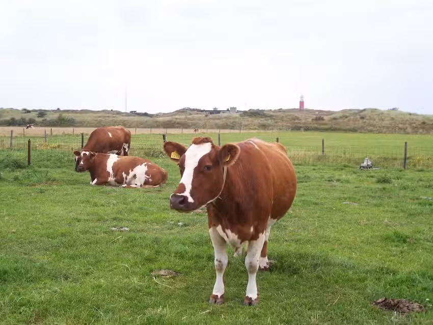 Käserei, Ferienhäuser und Mini-Campingplatz in den Dünen von Texel