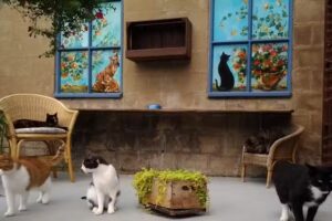 Criadero Snorrebaard