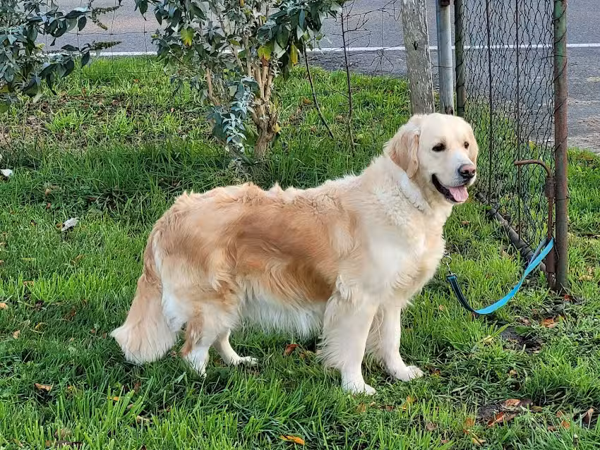 Chenil de la Fierté Dorée