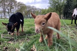 Lheebroek 20 apartamentos