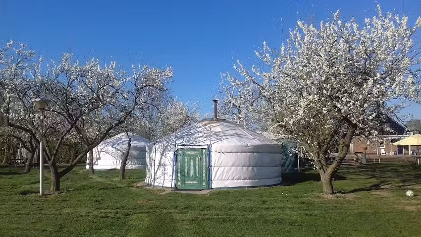 Mongolian tents