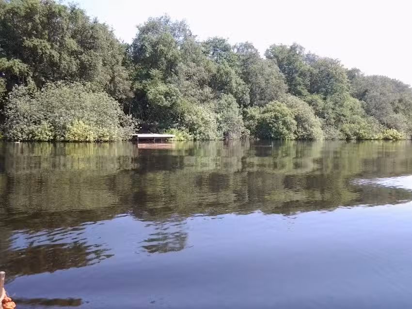 Simavis Karpfenteich