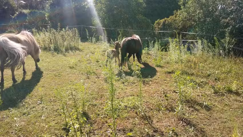 Establo de salto ‘t Bergse Bos
