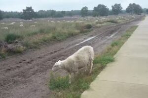 Tous les Le Roux Otterlo