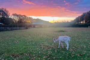 Ferme de vacances De Ruimte