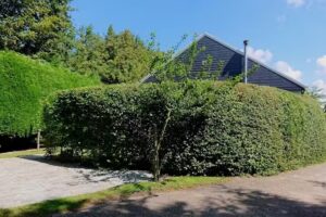 Ferienhaus Zilvermeeuw