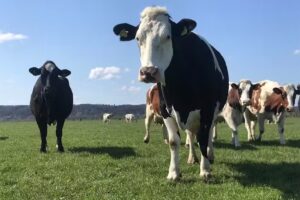 Four-day Camping and Farm Automat De Plak