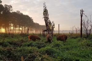 Free Living Rijsbergen