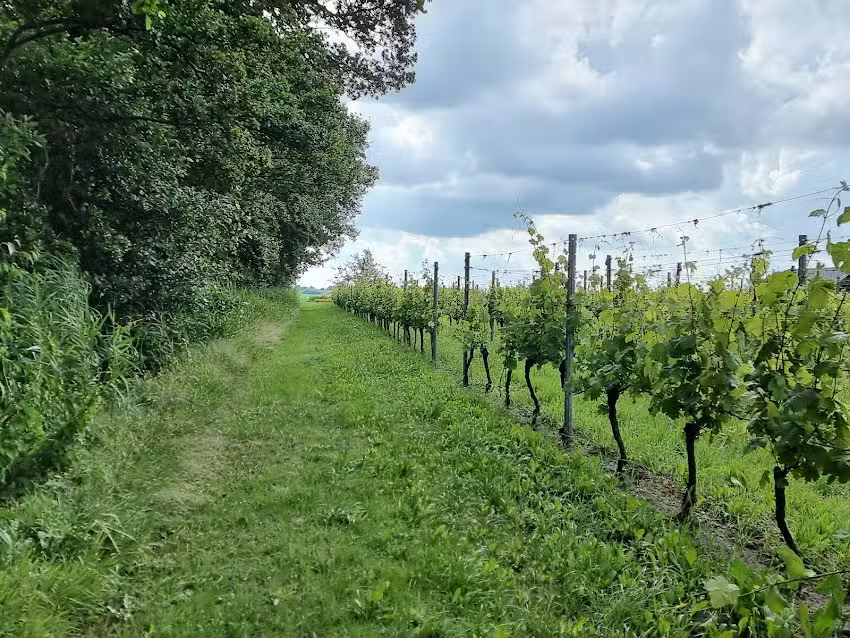 Domaine viticole de Heidepleats